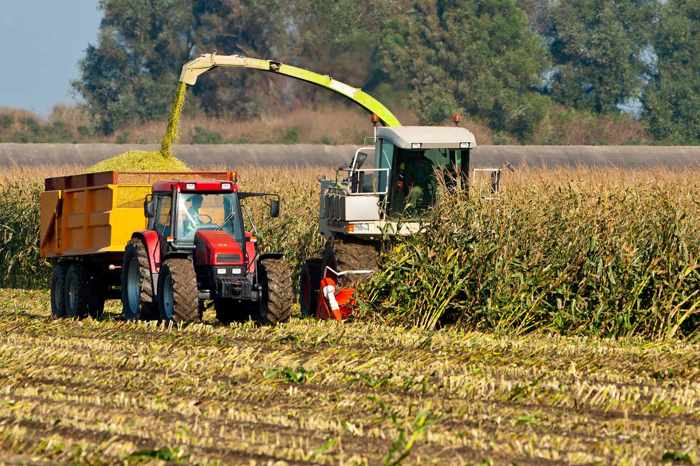Maishakselaar vult een aanhanger achter een tractor op een maisveld